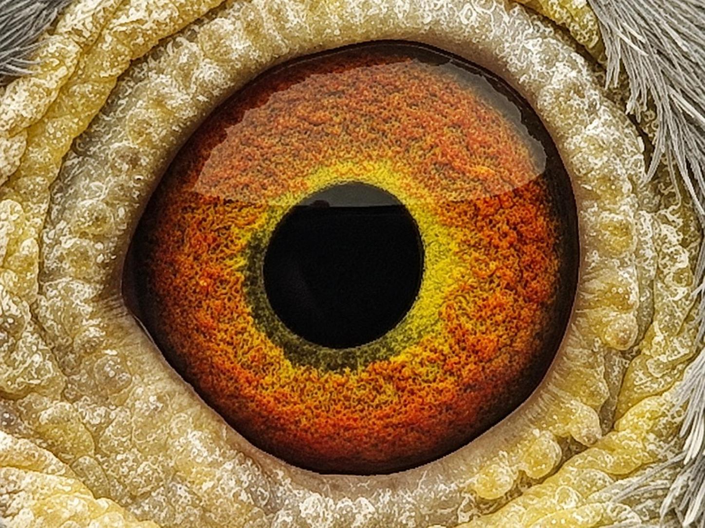 Pigeon eye